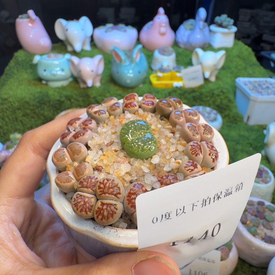 好***吗多肉植物福利冲冲1140