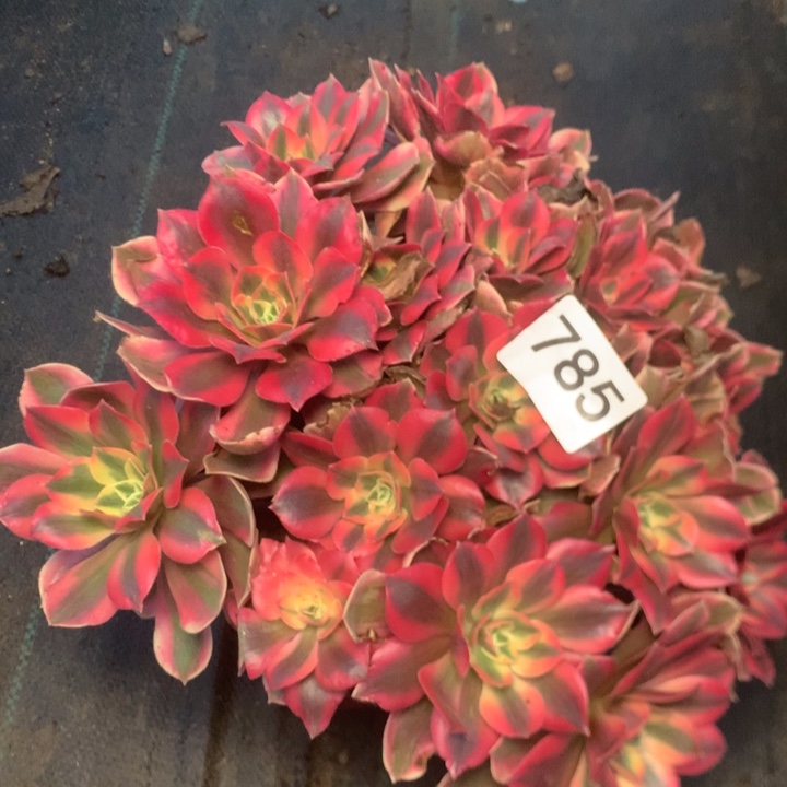 785女妖多多肉植物