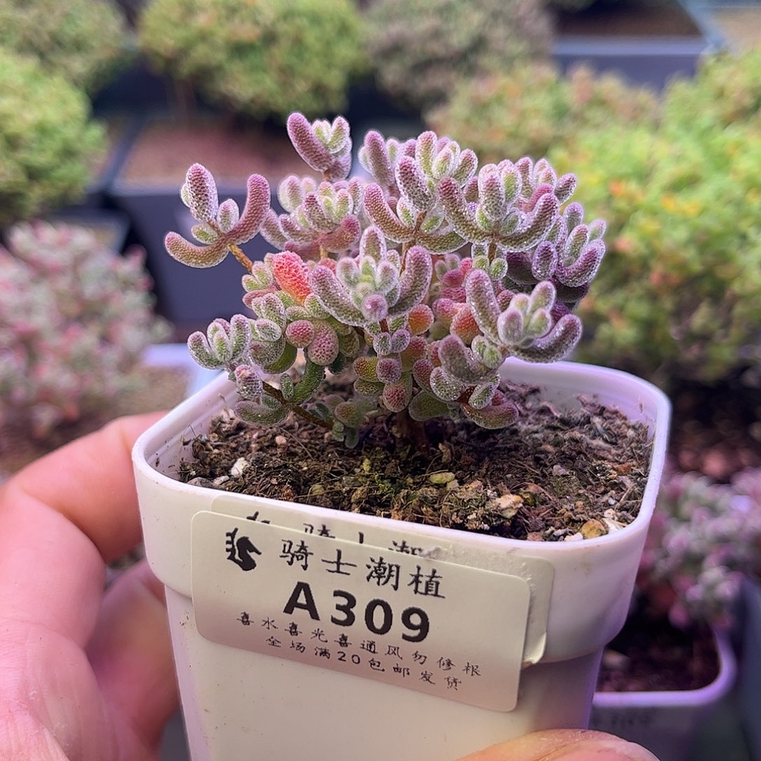 309优选冰晶枝干多肉