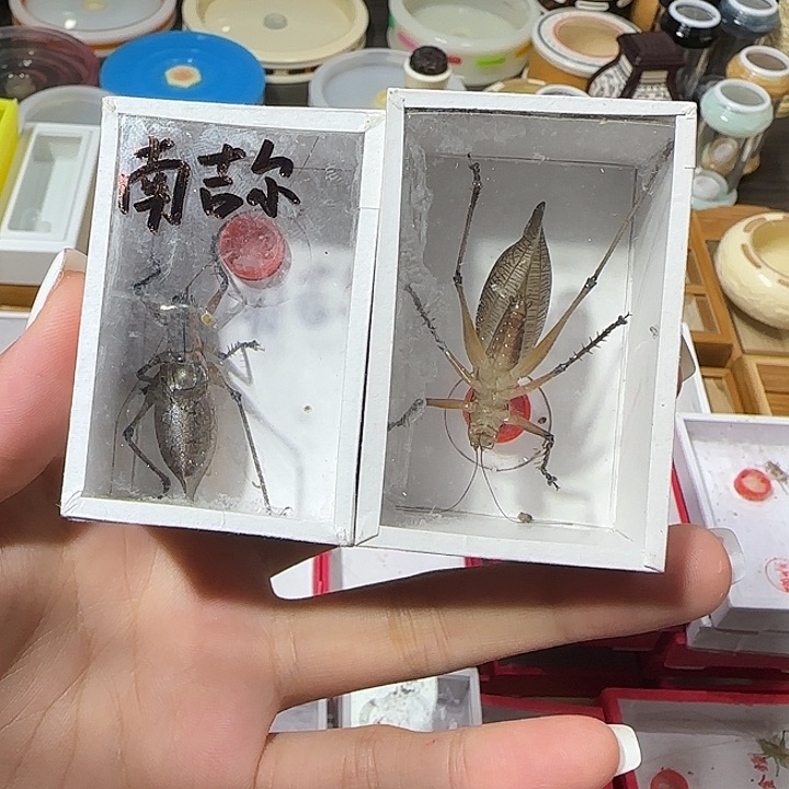 南吉尔一只—新脱包邮