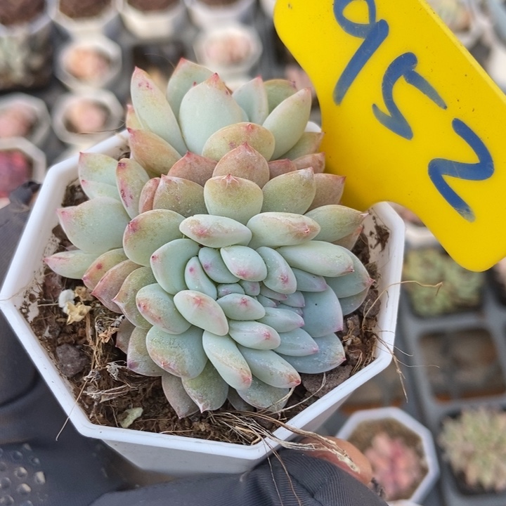 952橙子缀多肉植物保护