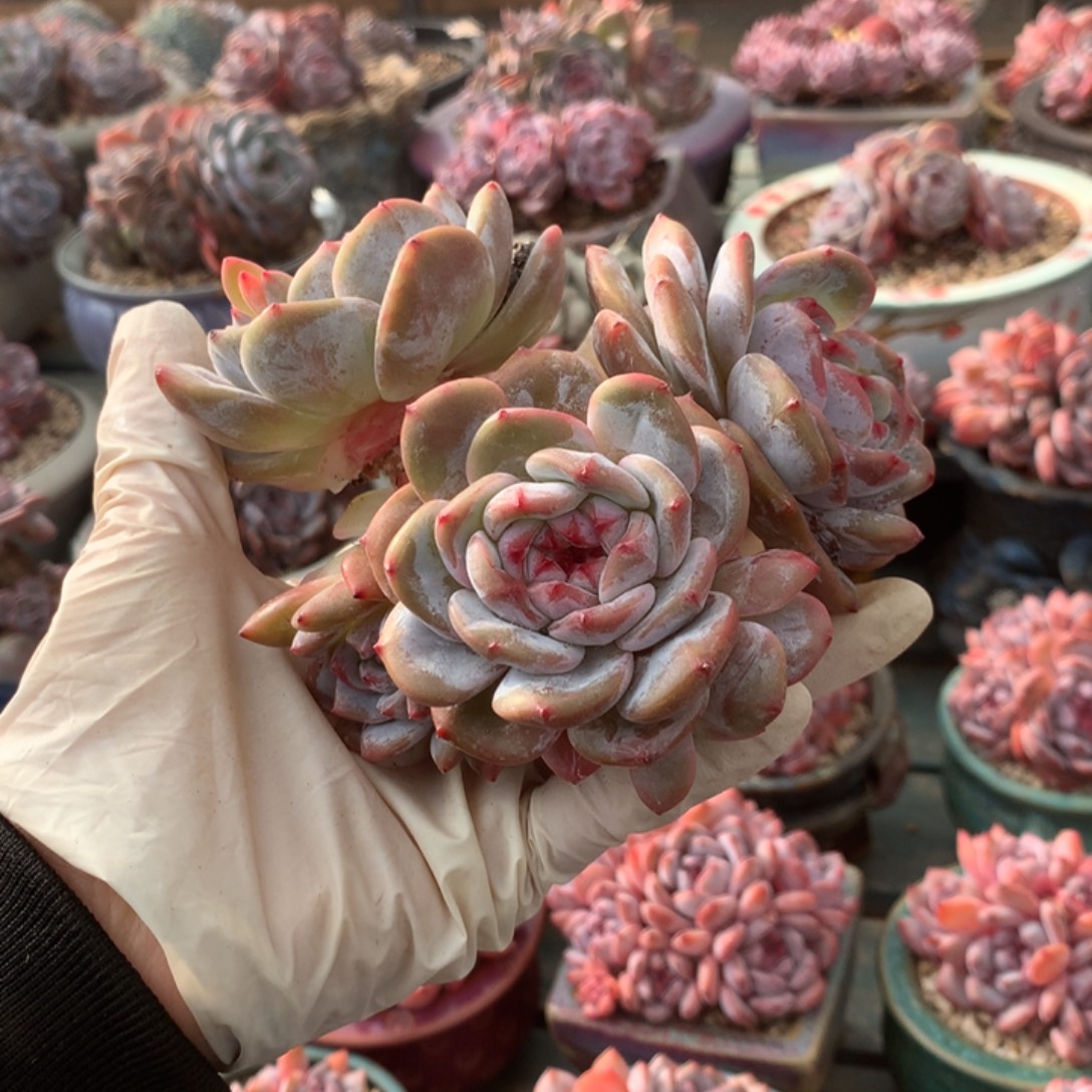 无花朵10头油脸老桩哈哈哈哈