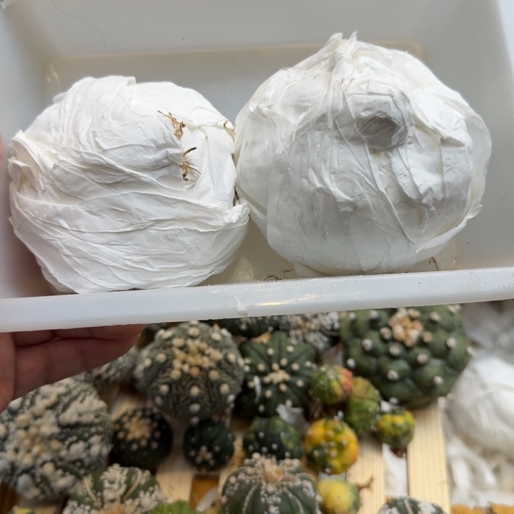 兜星球仙人球047号