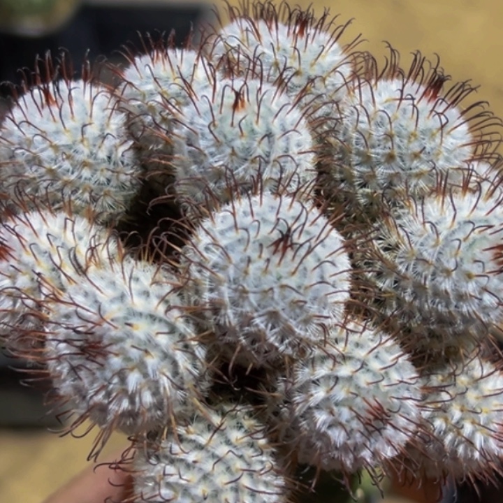 碧***槟无花朵曲刺培蕾群315