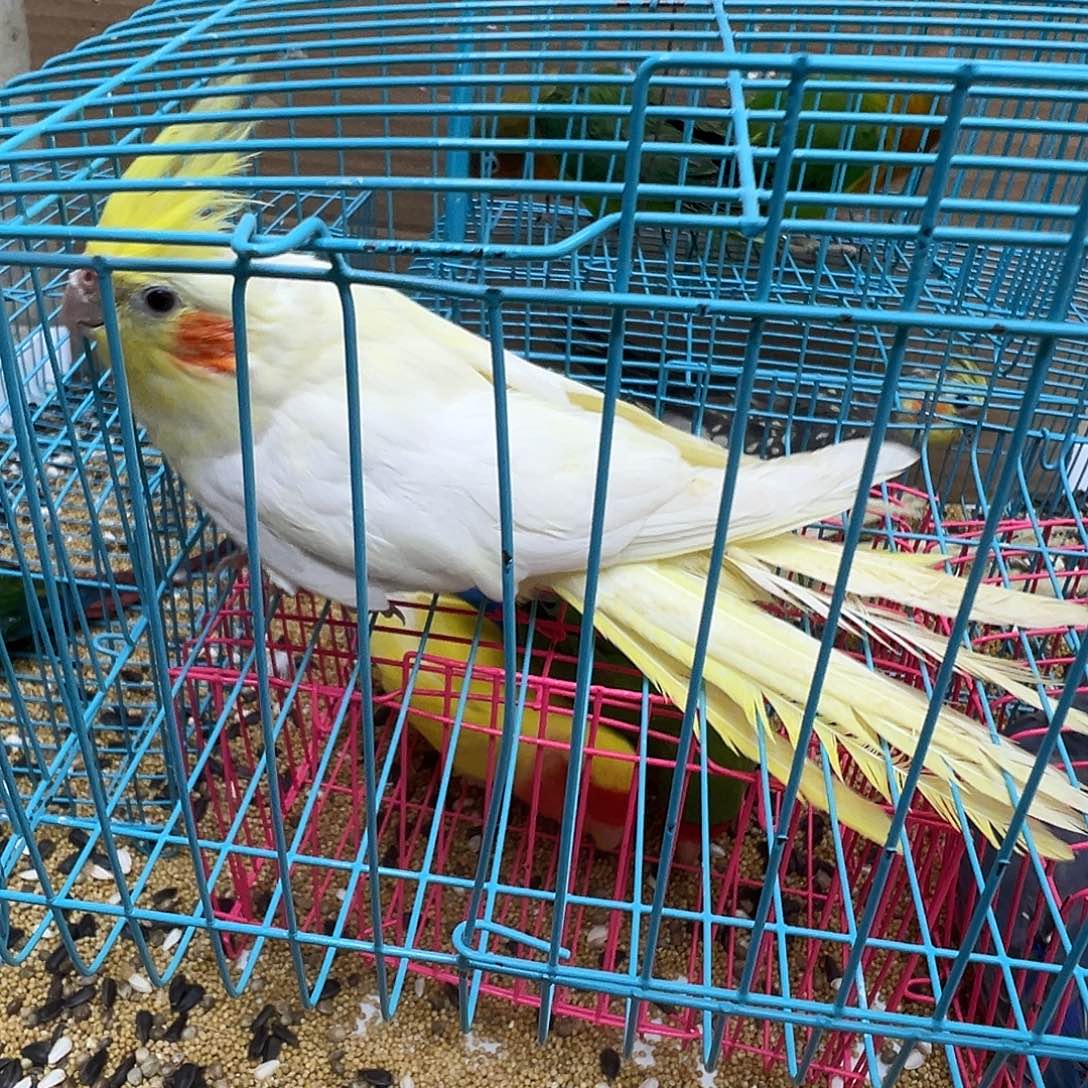 玄凤鹦鹉/鸡尾鹦鹉黄化一只微瑕包邮156