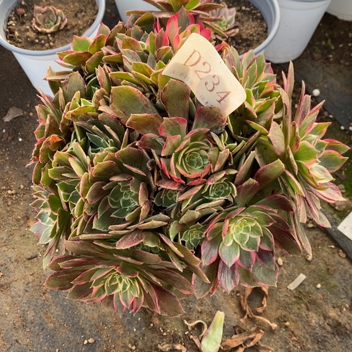 234万花筒福利款无售后