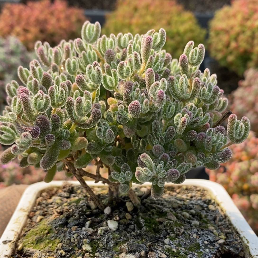 乐*?优选冰晶6184枝干番杏