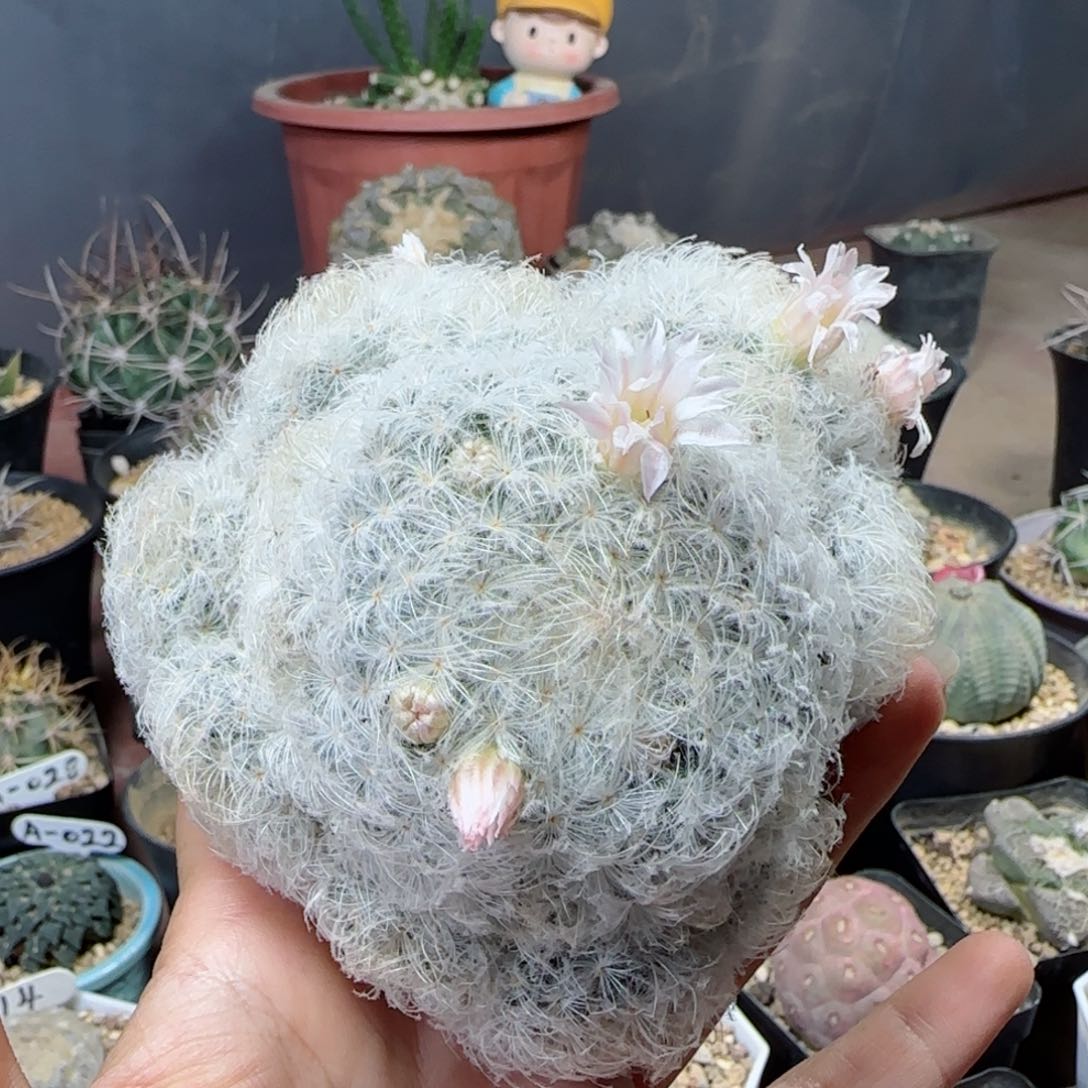 实生菜星多肉9.5厘米