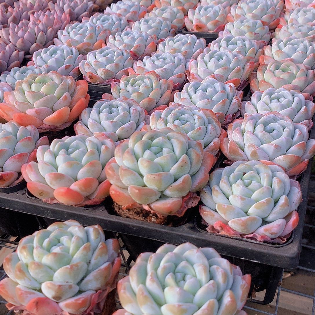 2盆冰玉0000000000000000