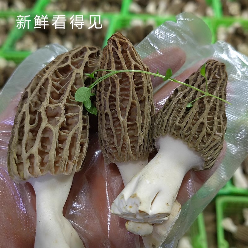 【新鲜羊肚菌】现货高原羊肚菌新鲜500克菌菇特产