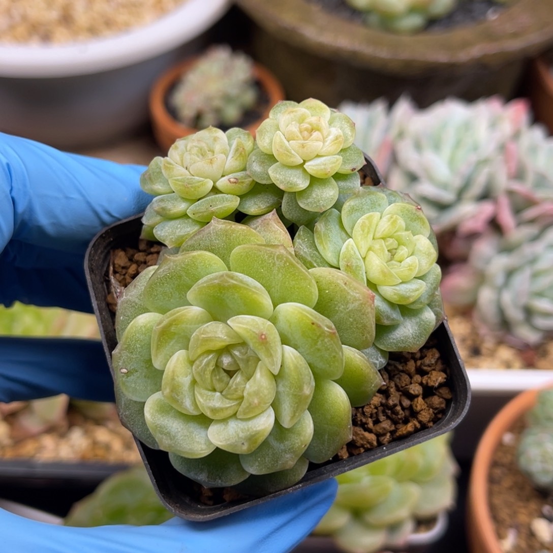 无尽灯 四头 多肉植物