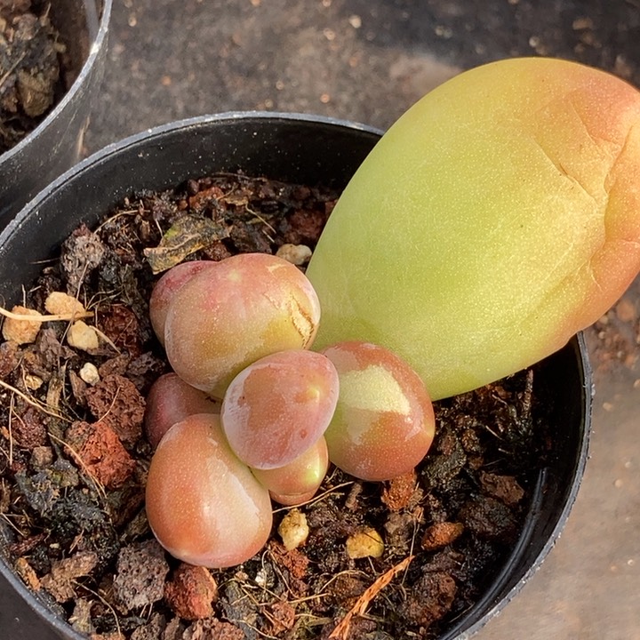 潘朵拉锦多肉植物