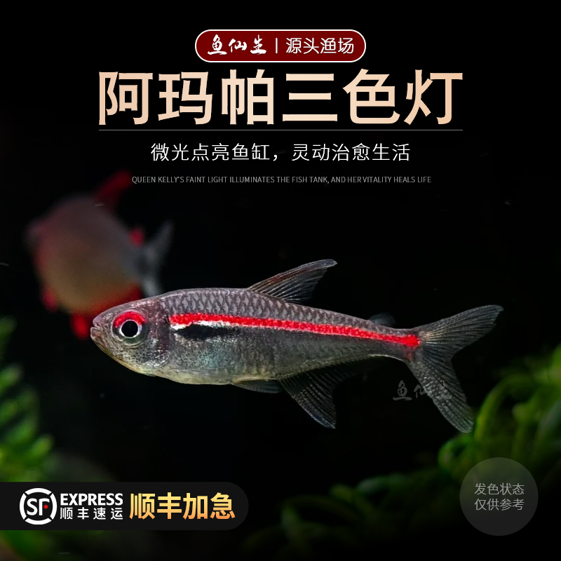 阿玛帕三色灯鱼观赏小鱼活体高端小型灯科鱼南美热带鱼灯鱼群游