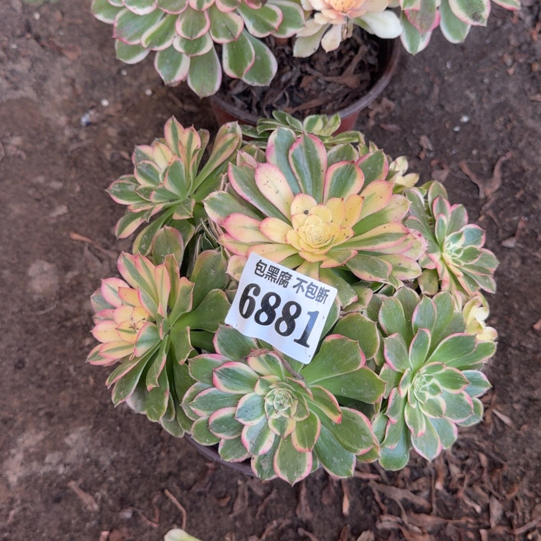 法师丘比特6881 19-50