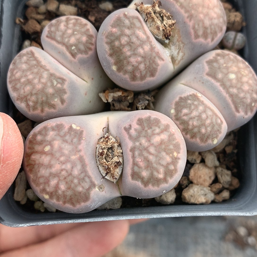 菊母本非常好看非常好看