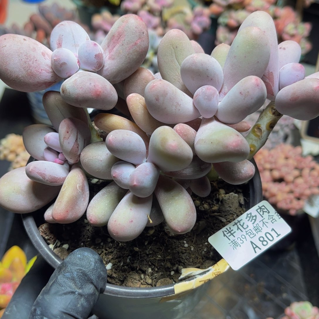 801米克奶酪16厘米多肉