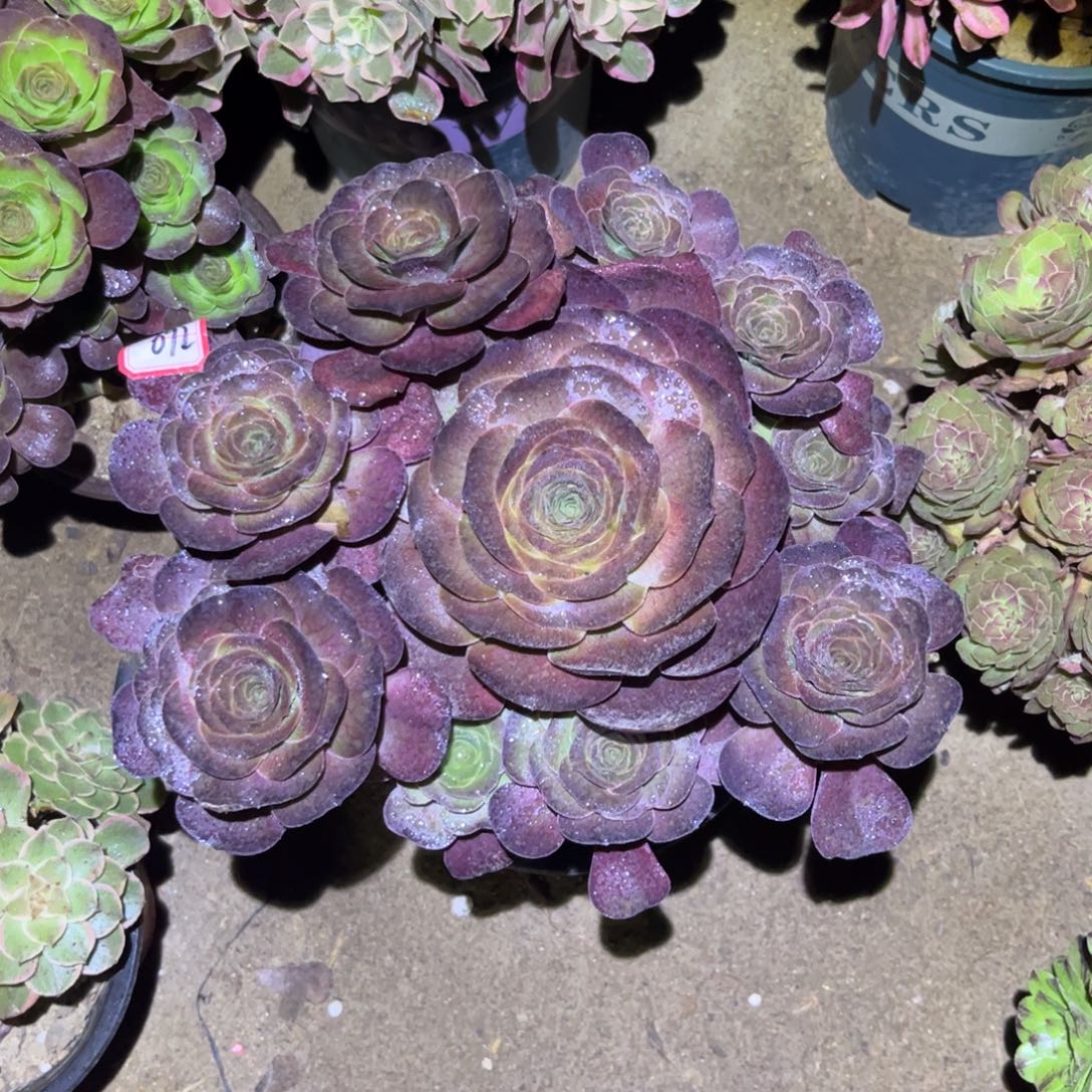 692多肉植物魅金玫瑰