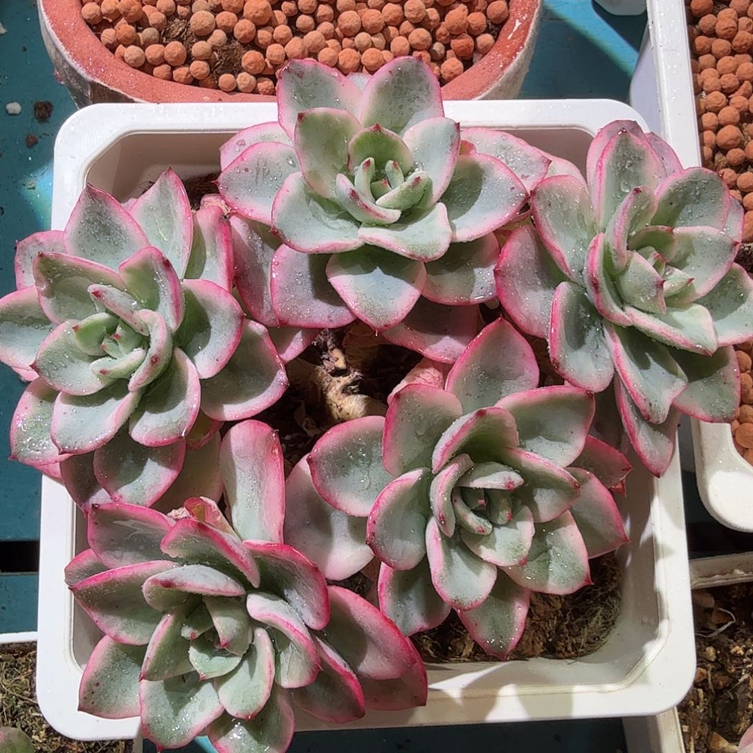 奶油黄桃锦，有砍，多肉植物