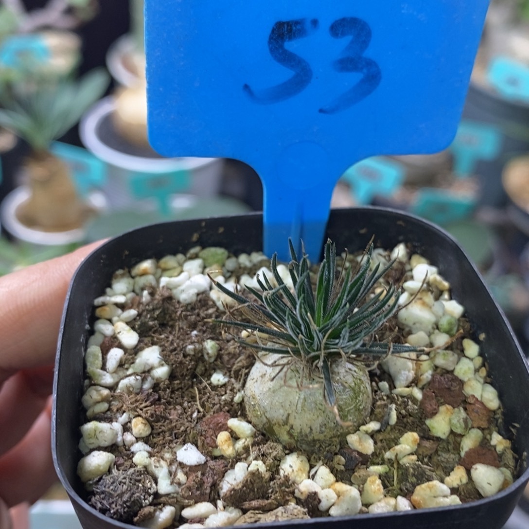 毛叶迷你海葱多肉