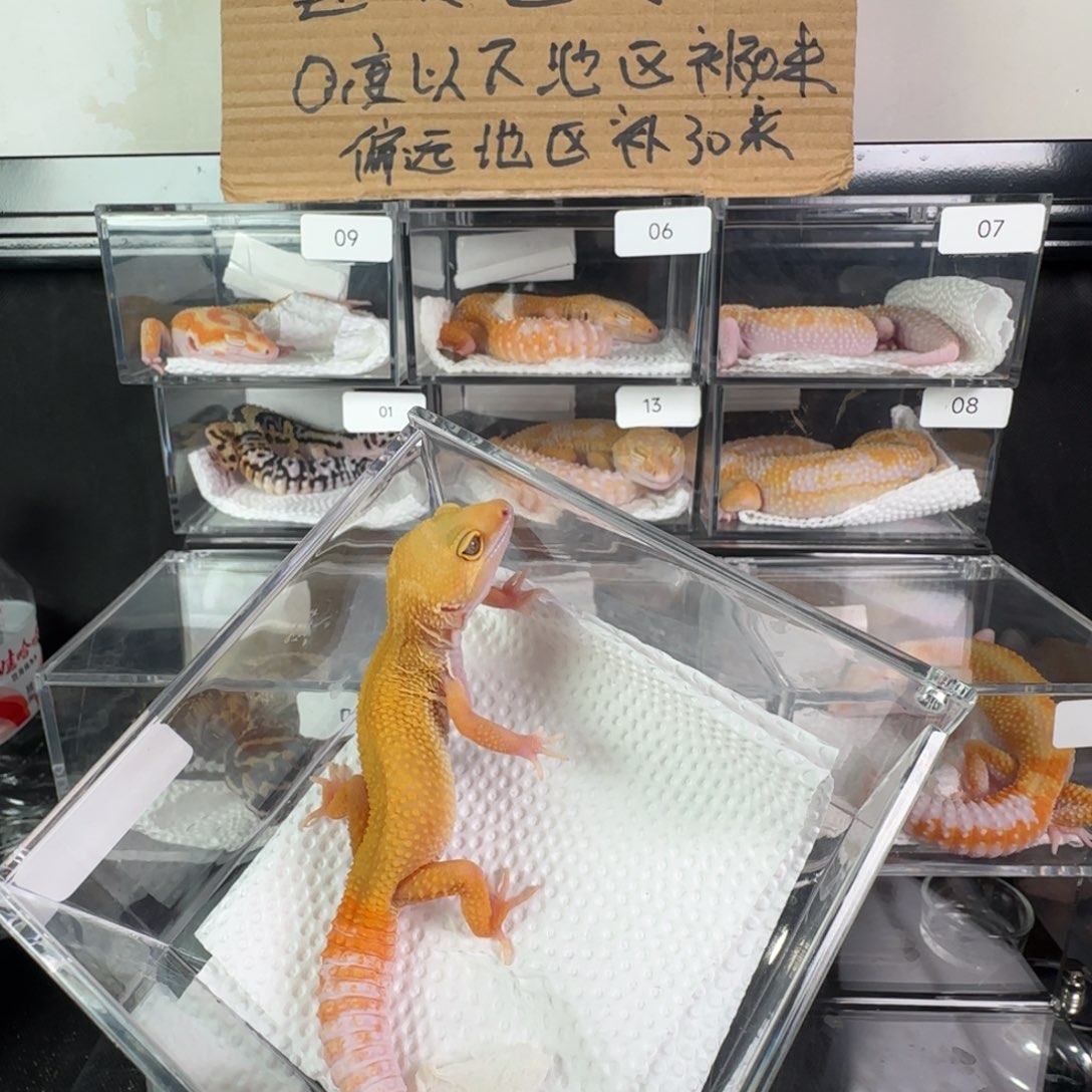 豹纹守宫雨水蜜橘