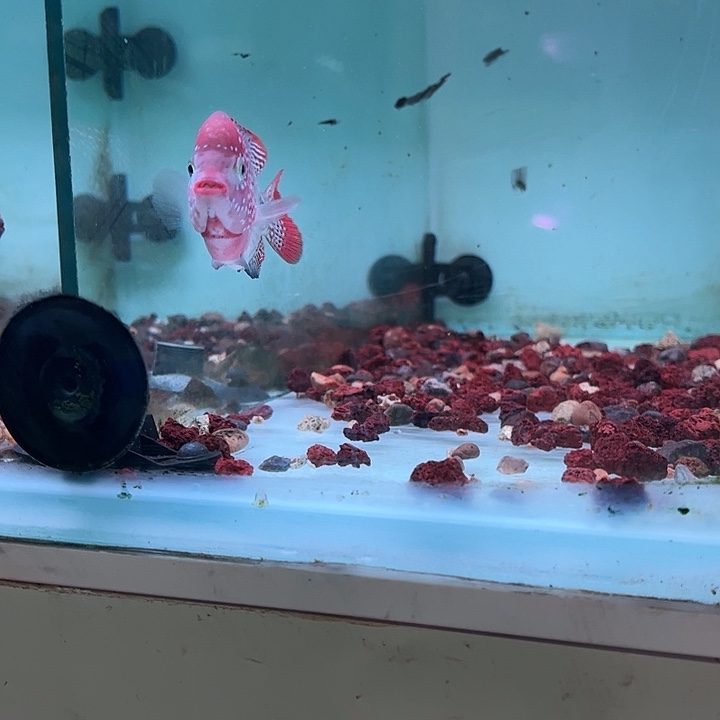 海水鱼古典幻彩罗汉观山鱼