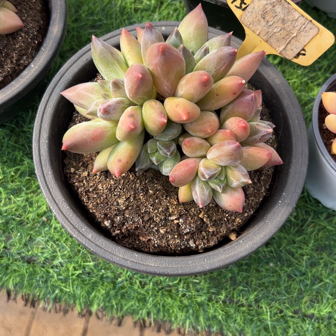 重楼多肉植物保护研究所