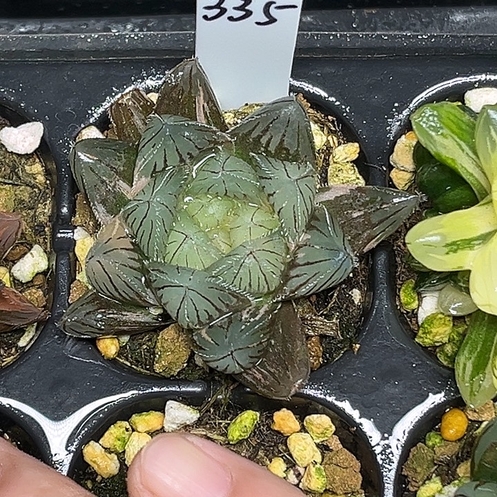 335特大蓝镜玉露锦脱土发货