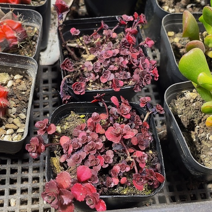 小球玫瑰带盆土发