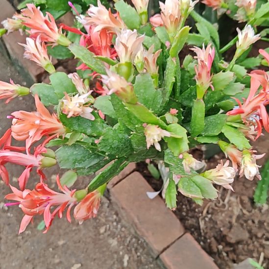 橙子零度之上包邮包邮261