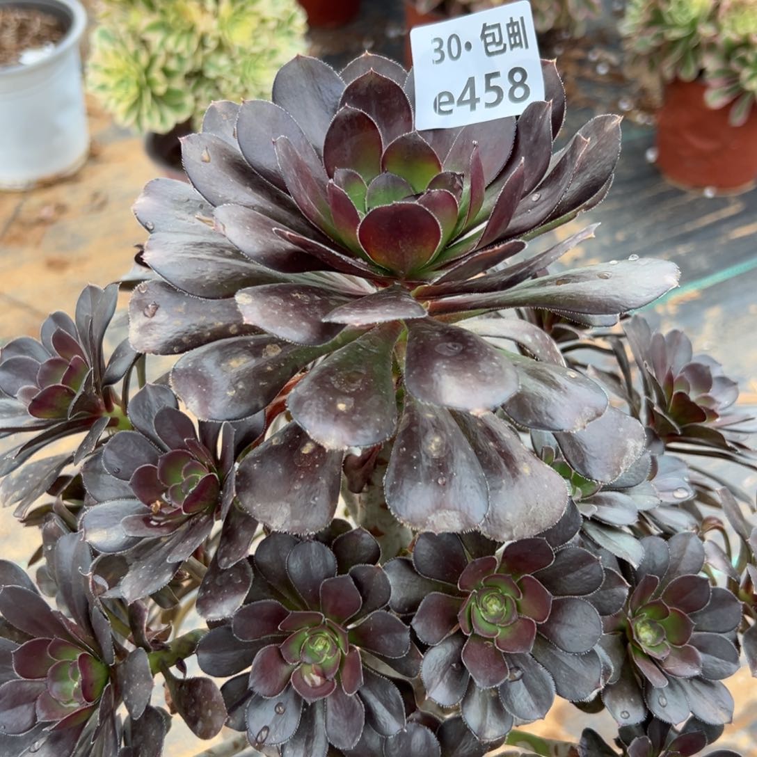 458灰圆叶多肉法师