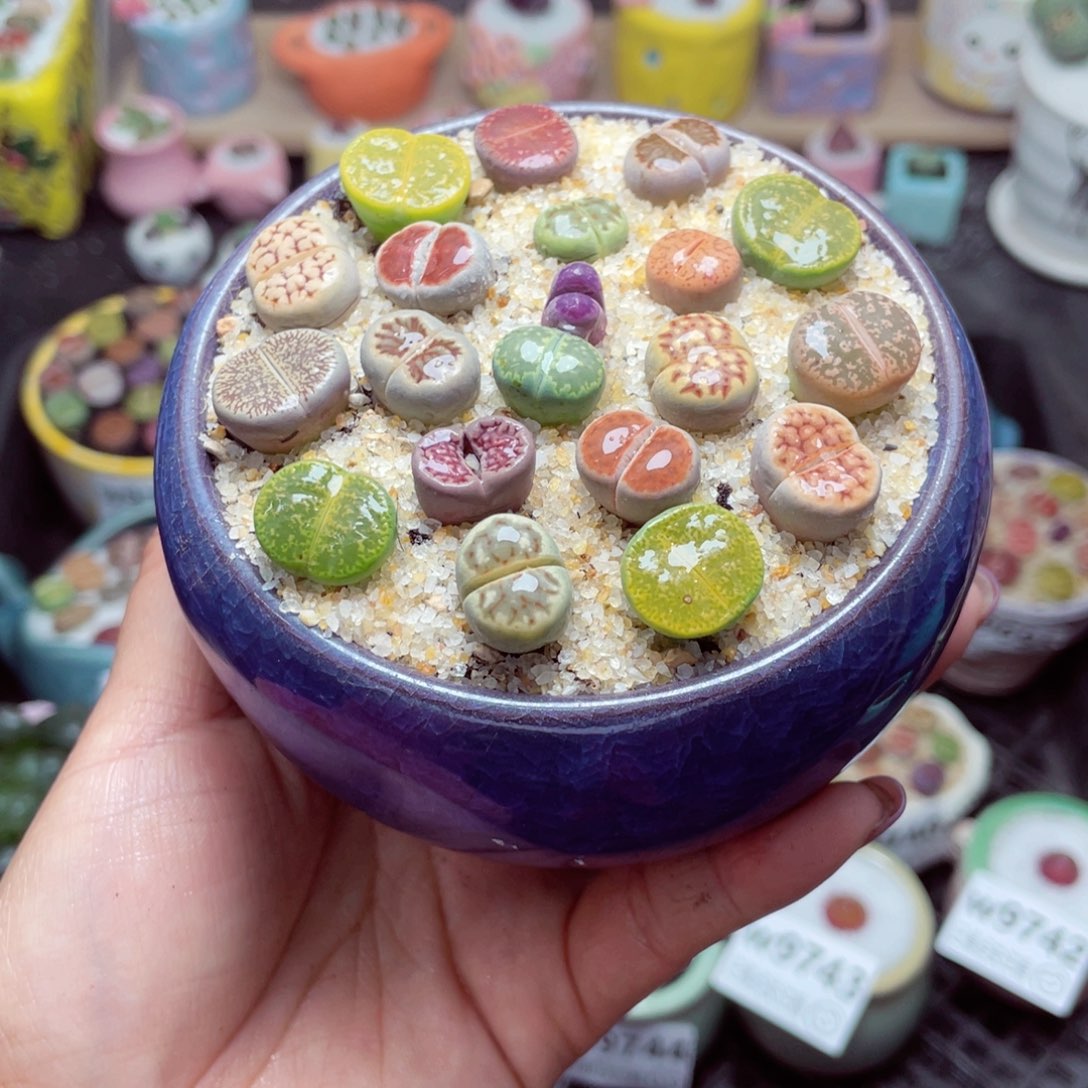 w9747 带盆土发货-零下地区拍保温箱