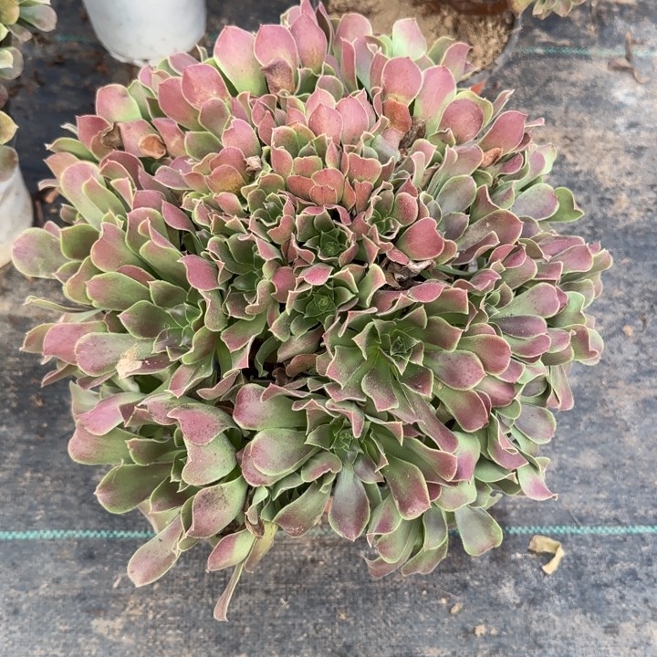 荷兰玫瑰两单包邮。       