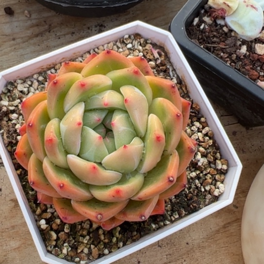 粉香槟 夏鸣园艺