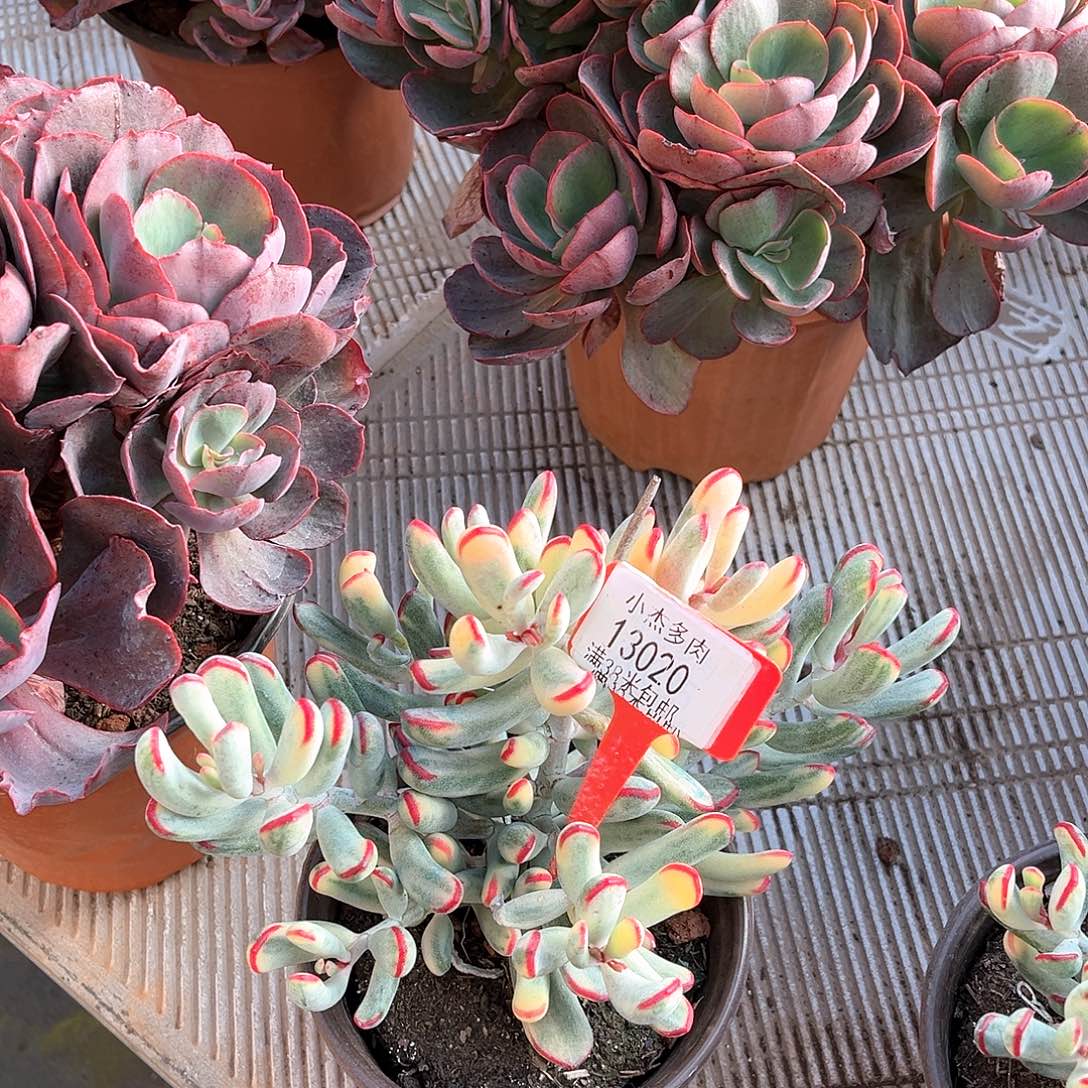 小杰棒上叶锦13020