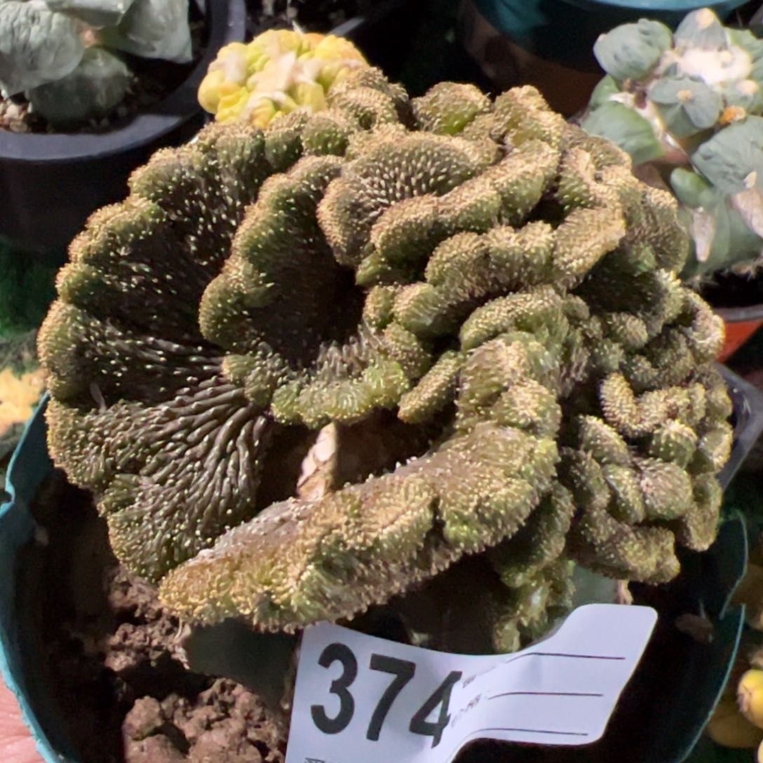 薄叶花笼缀化仙人球374