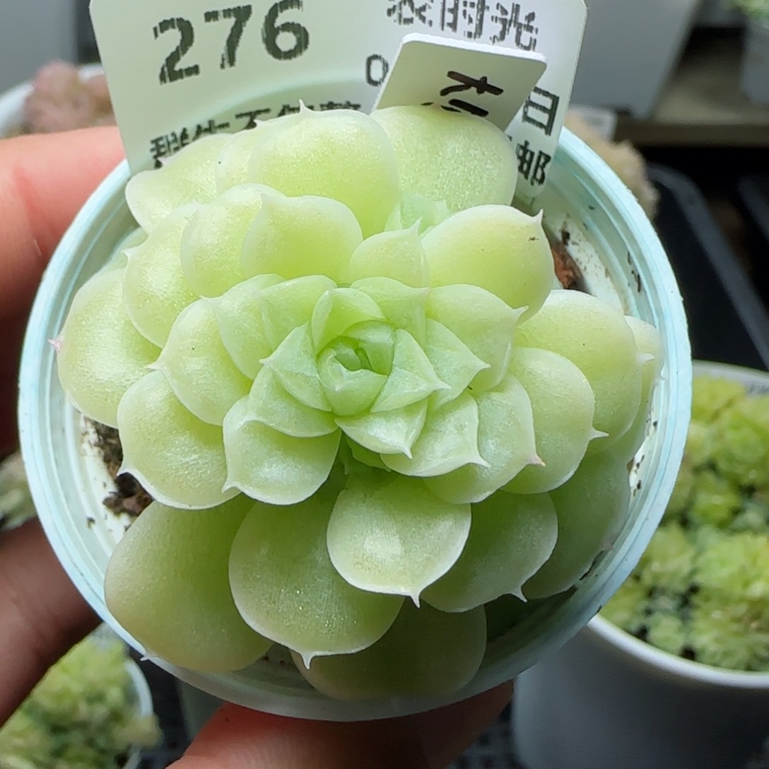 【闪购商品】0131-276（大包-3）专拍