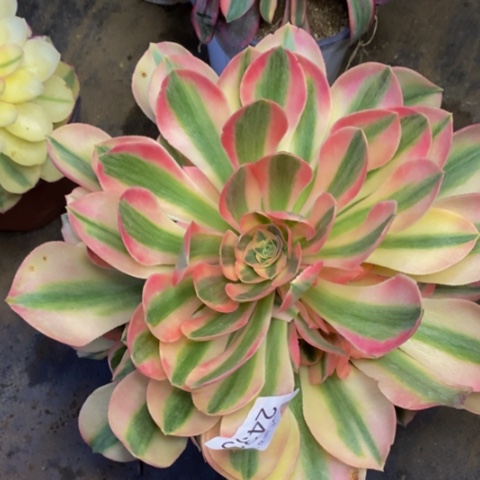 香妃多肉植物2433