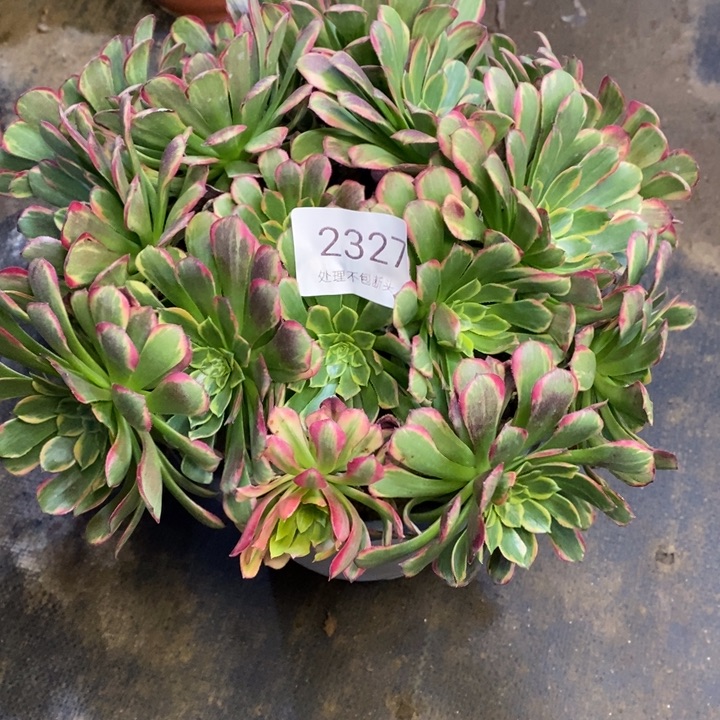 朝霞锦多肉断头不包2327