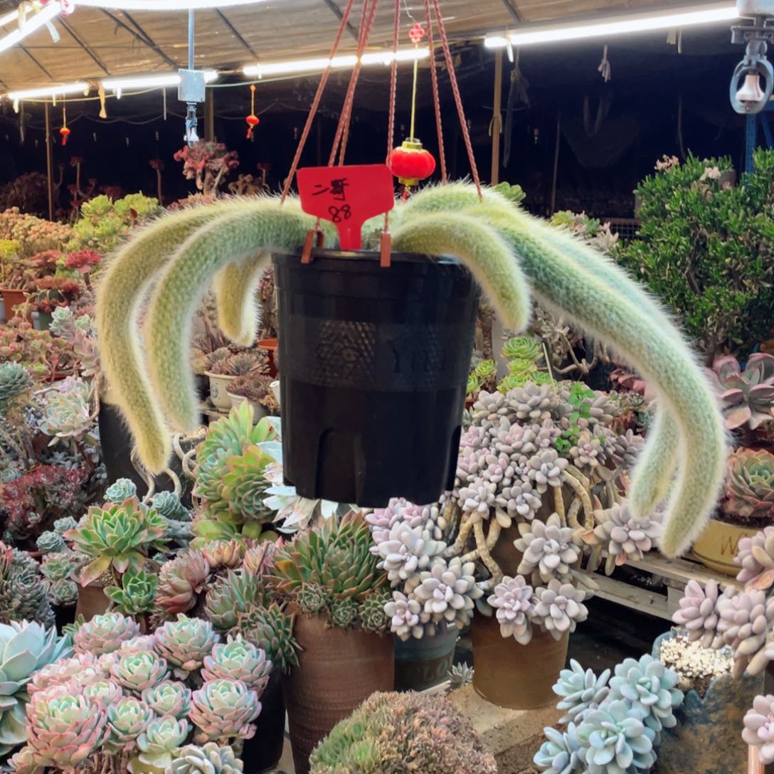 二哥，九尾狐，周老太多肉