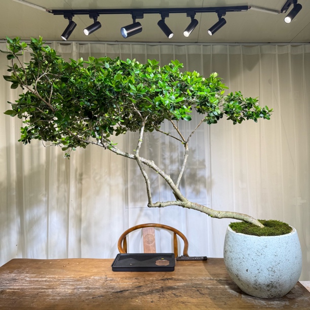 [海岛园艺] 海岛栀子花 大飘枝 一物一拍