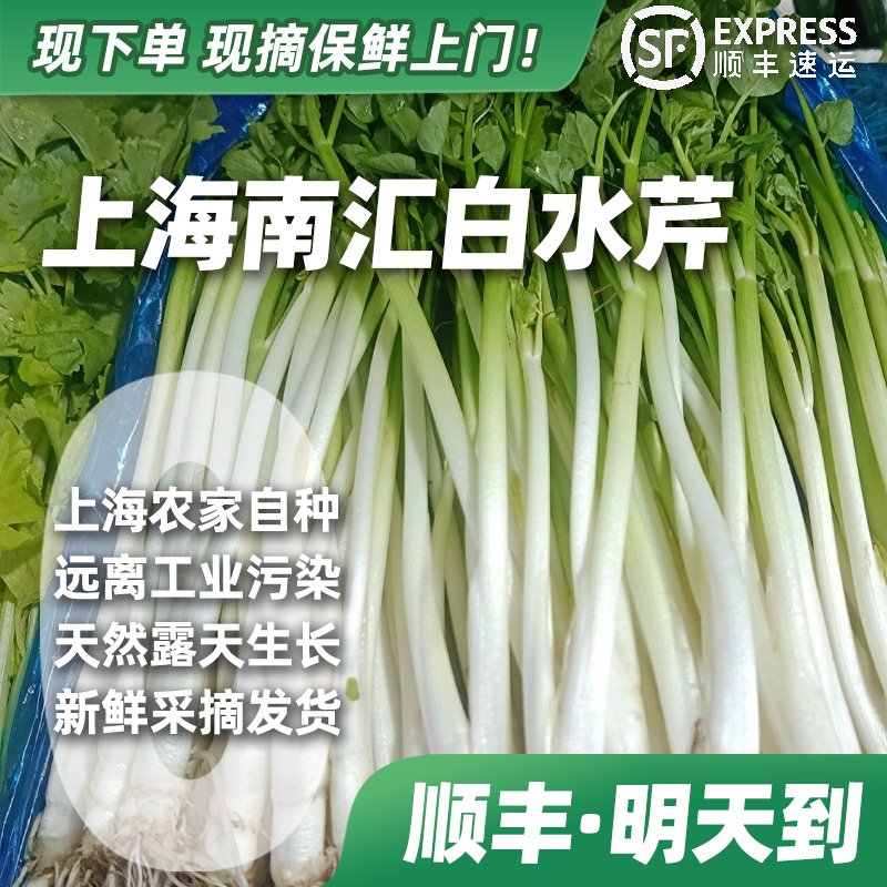 【下单·明天到】上海南汇水芹2斤装水芹