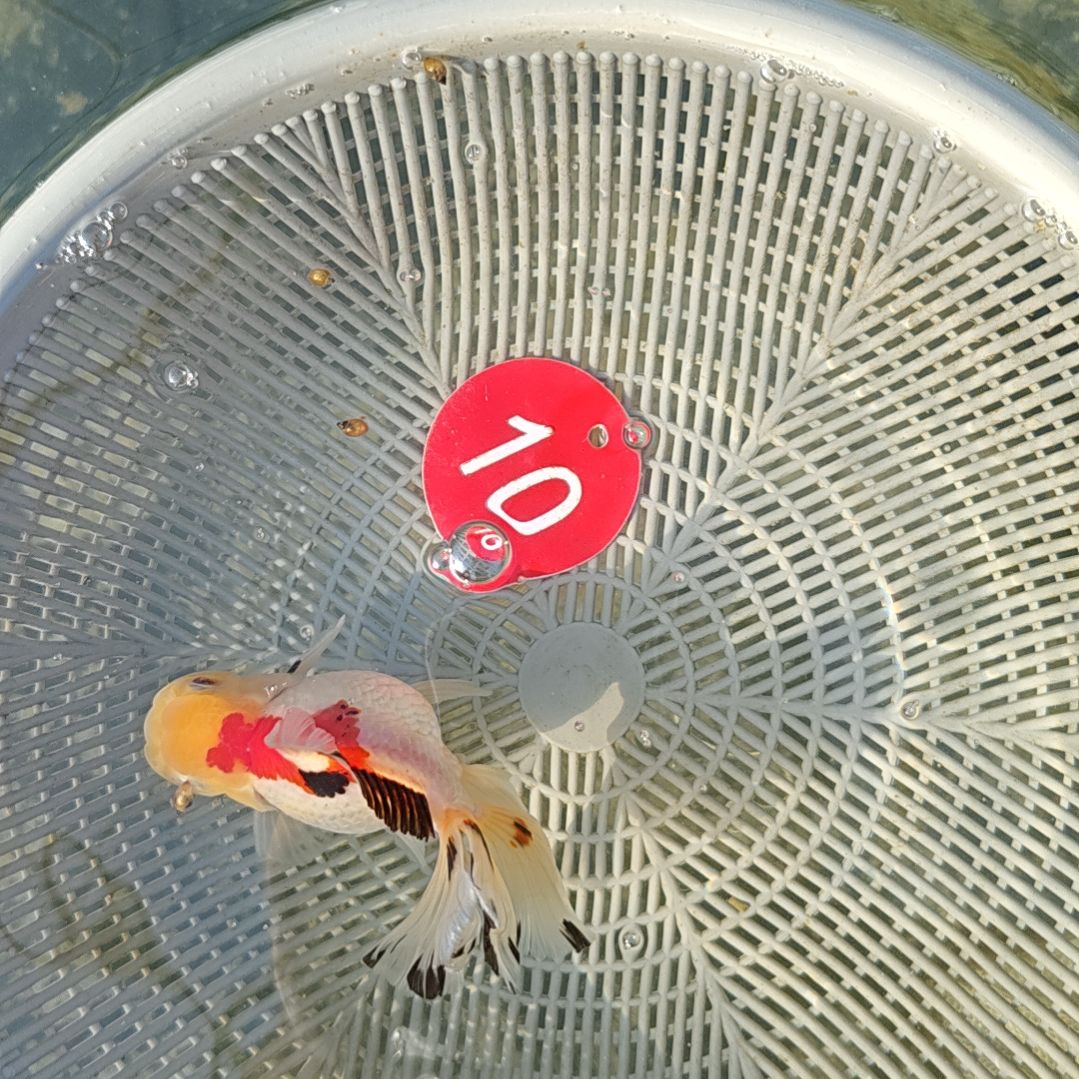 海水鱼10微折直播间看好下单不退不换到货录完整开箱视频有售后