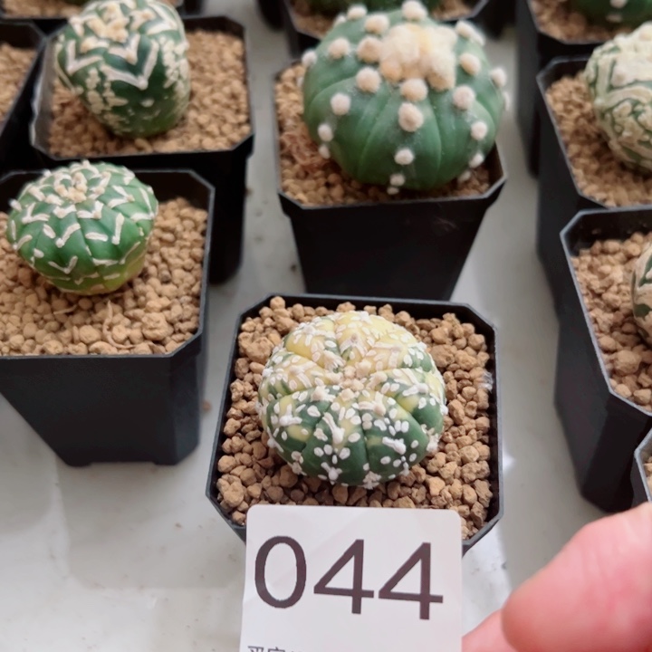 用***5兜星球工作室锦化琉璃