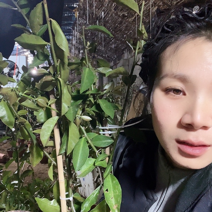 有***朋3076有朋叶仙两颗3。4分枝