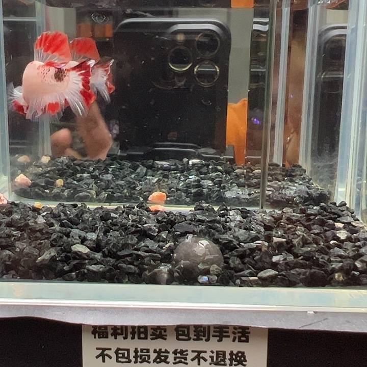 斗鱼跑單拉黑28日60