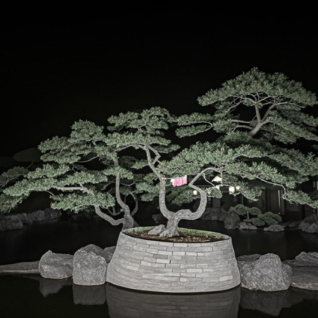泰山造型松盆景定金011