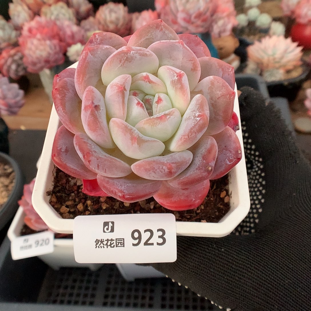 923糖心多肉植物6666