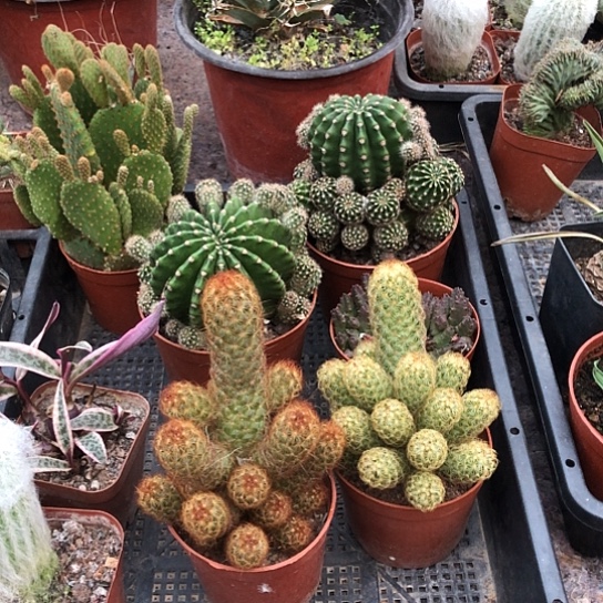 用***0无花朵0825手指带盆