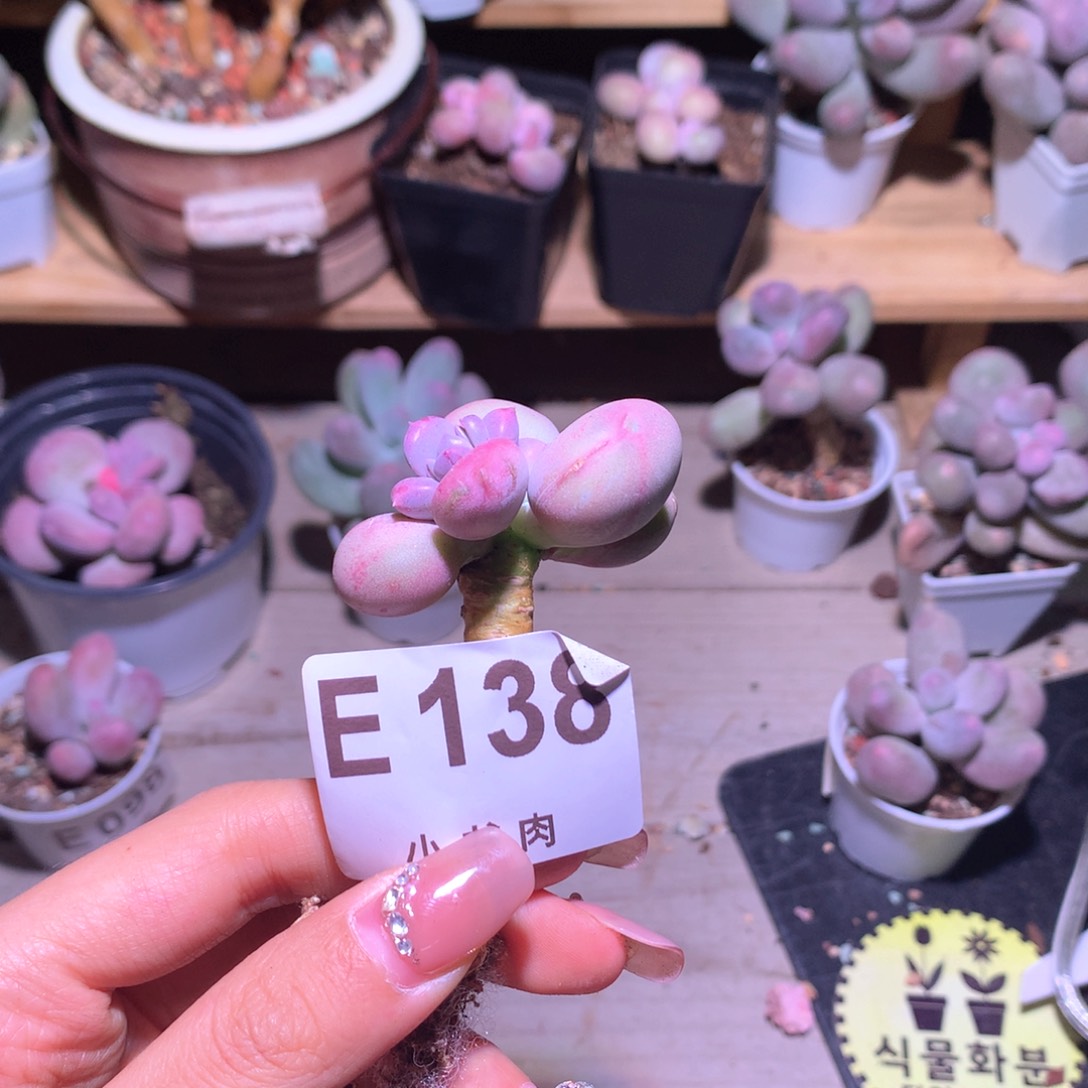 小屁桃桃桃桃桃哈哈哈