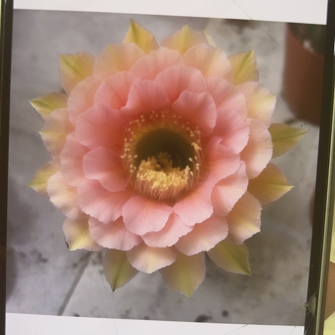 彩草美人鱼5.5-6公分左右